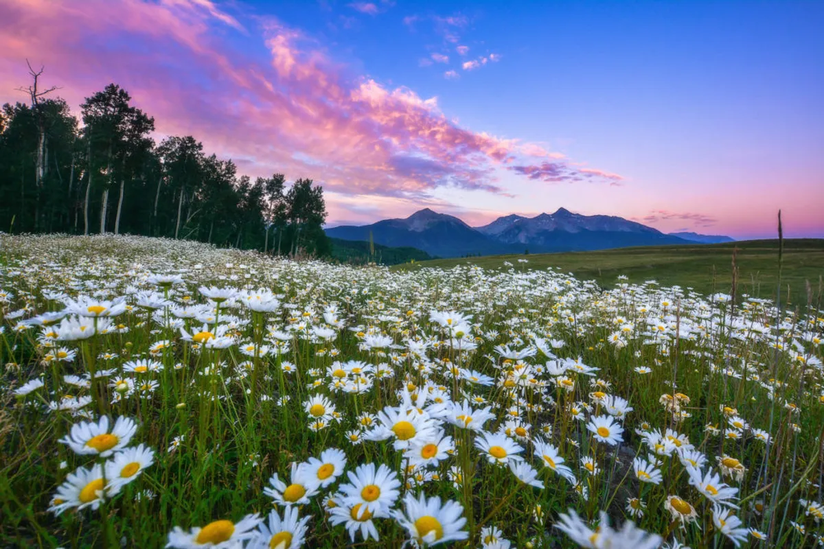 A serene landscape with a field of daisies, a distant mountain range, and a vibrant sky, inviting guests to explore Telluride’s stunning natural surroundings. The tranquility of the scene balances the urban energy, offering inspiration for midday walks and moments of relaxation.